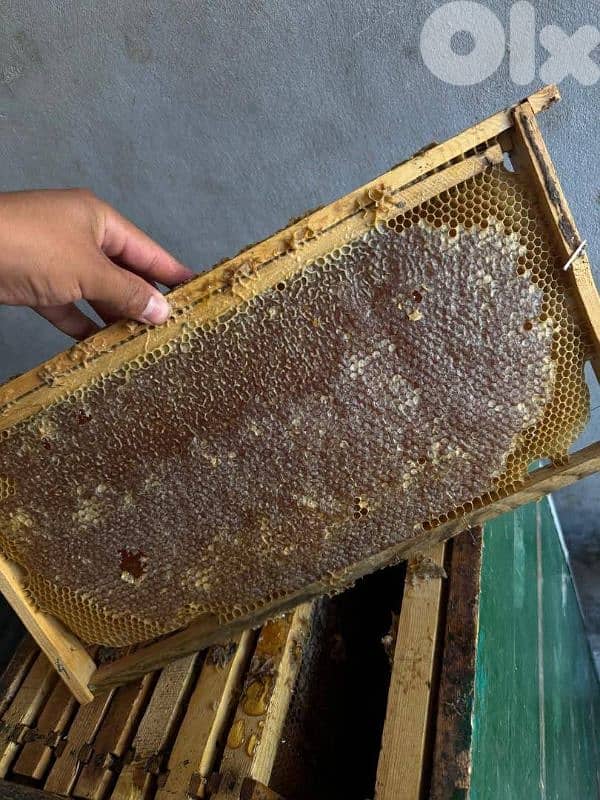 الزعرورية إقليم الخروب 2