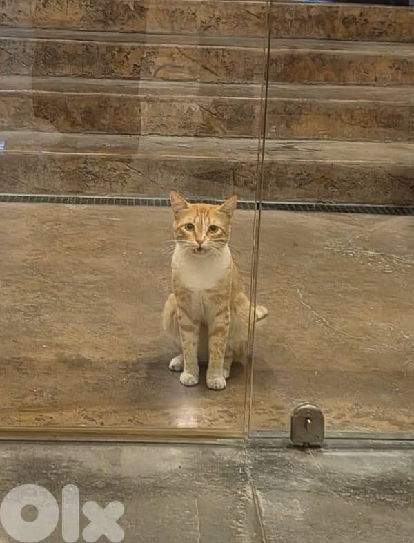 Male Adult Cat For Adoption 0