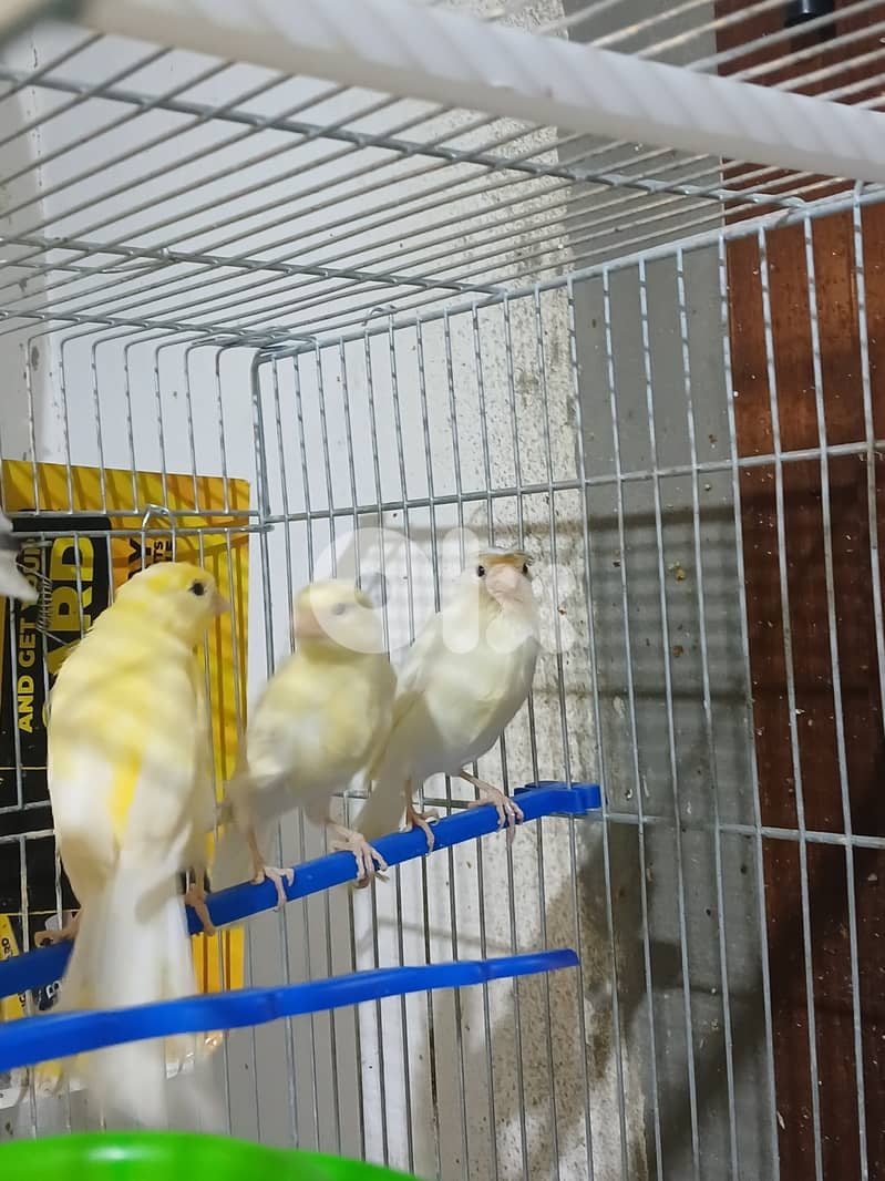 كنار بلدي 4