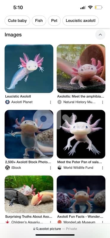 buying axolotl 0