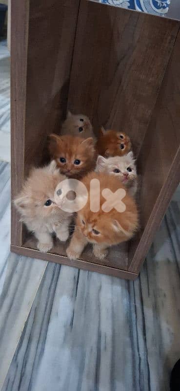 Golden & White Scottish Fold Persian Kitten