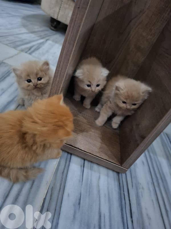 Golden & White Scottish Fold Persian Kitten 1