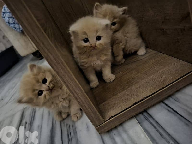 Golden & White Scottish Fold Persian Kitten 2