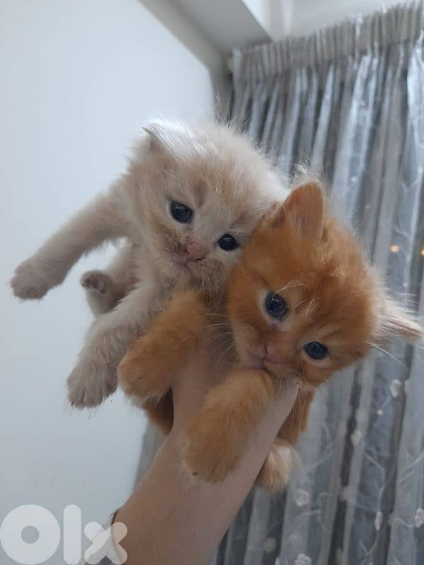 Golden & White Scottish Fold Persian Kitten 3