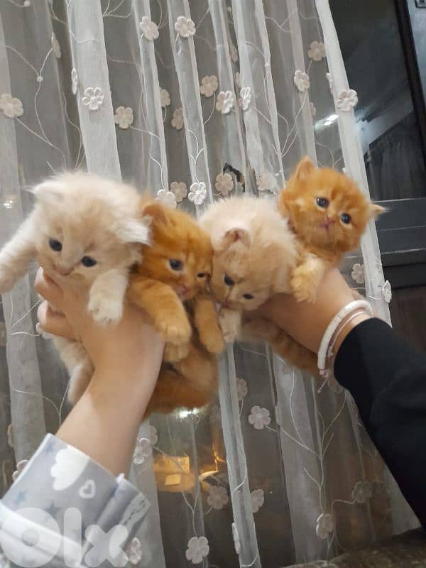 Golden & White Scottish Fold Persian Kitten 4