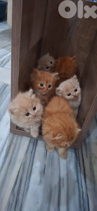 Golden & White Scottish Fold Persian Kitten 5