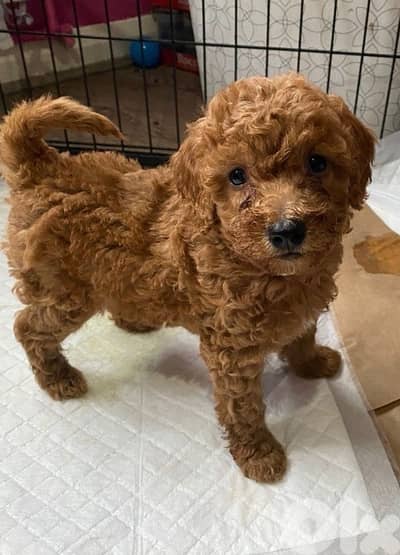 Toy poodle 2 months Vaccinated