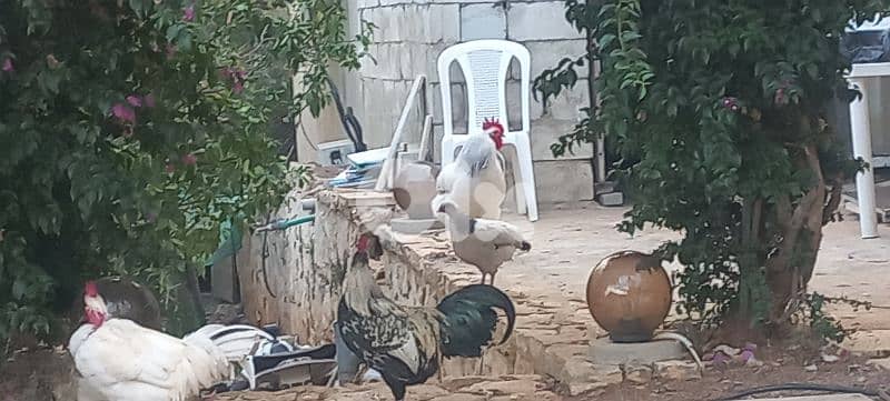 الدامور 6