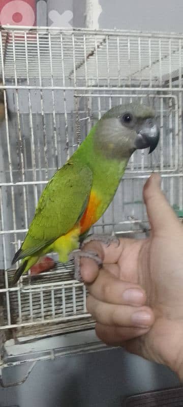 ببغاء سنغالي أليف