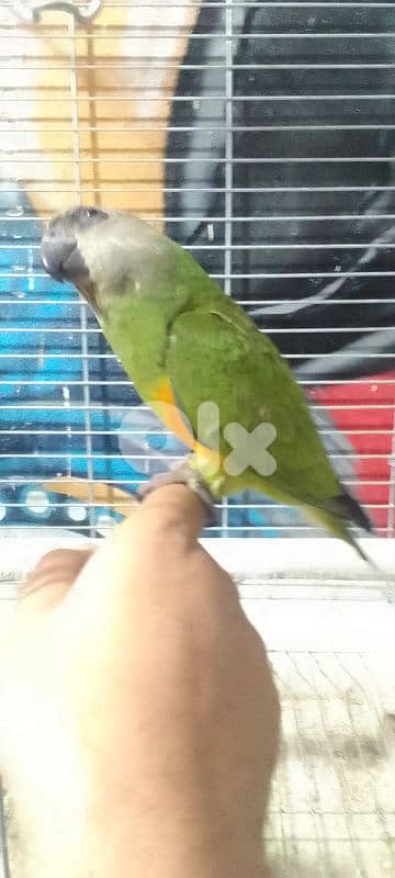 ببغاء سنغالي أليف 2