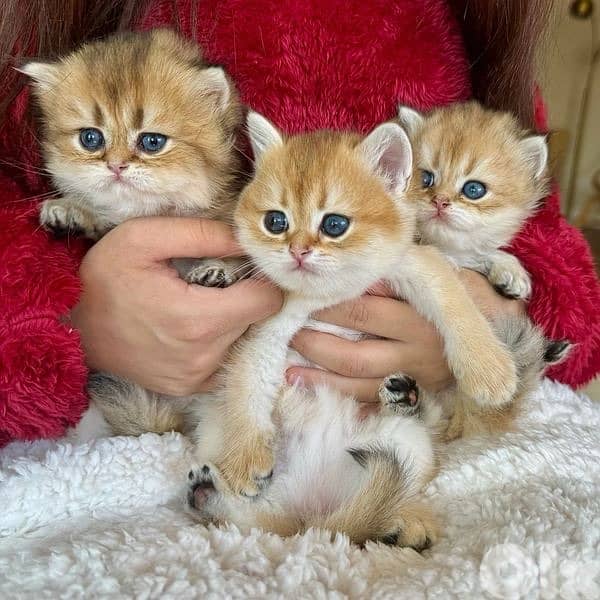 gold british and scottish kittens 70485808 0