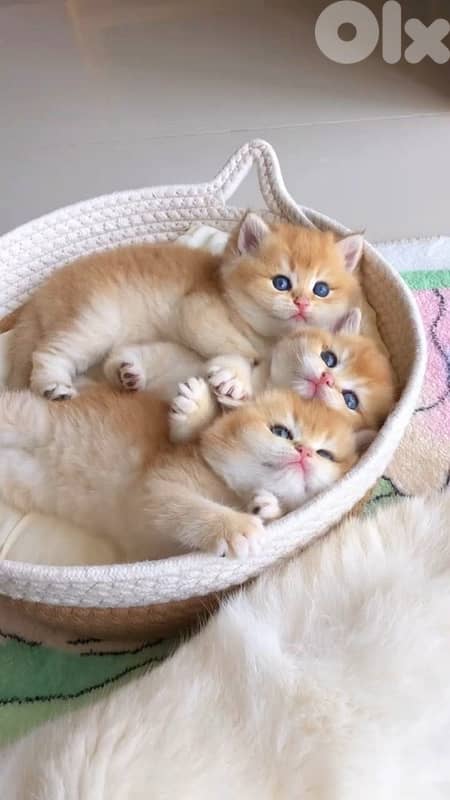 gold british and scottish kittens 70485808 1