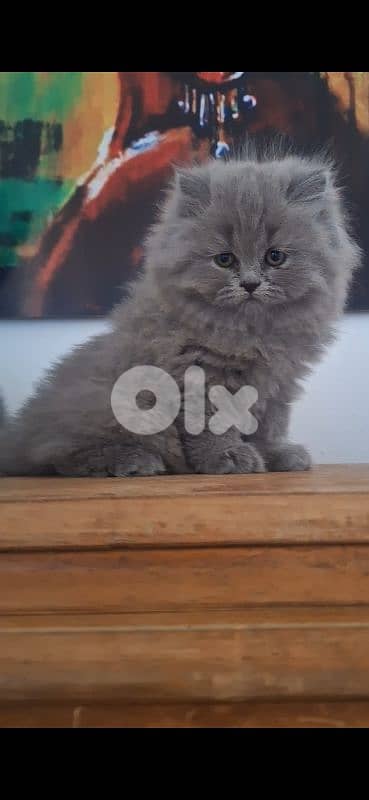 british shorthair scottish fold for sale