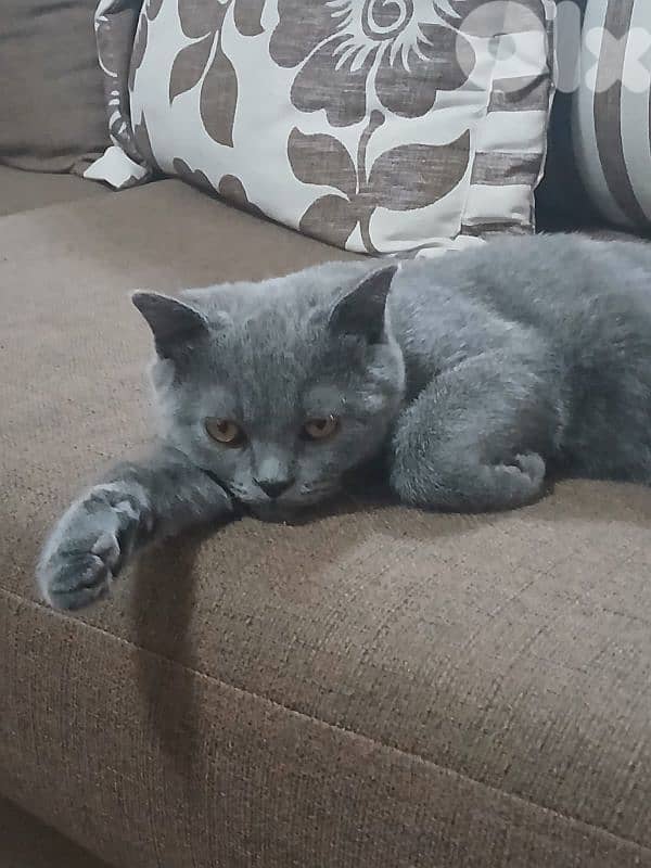 برج البراجنة 0