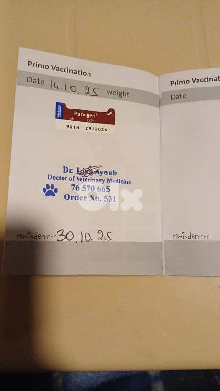 Beagle Puppy For Sale جرو بيغل للبيع 4