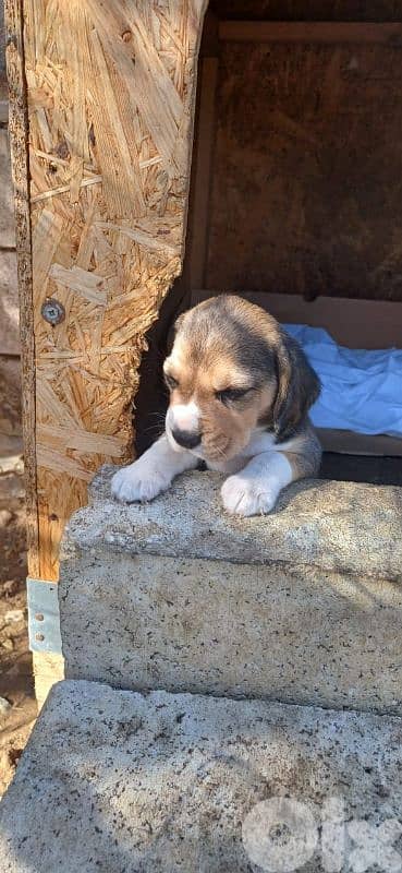 Beagle Puppy For Sale جرو بيغل للبيع 1