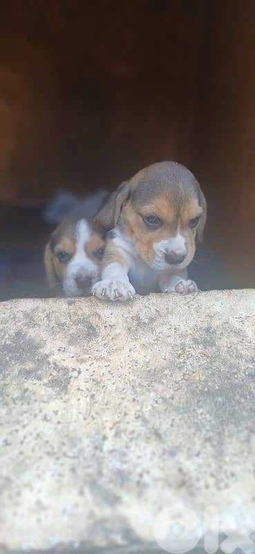 Beagle Puppy For Sale جرو بيغل للبيع