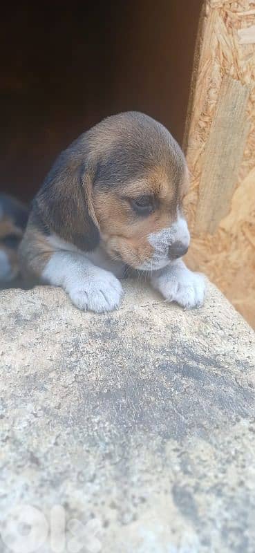 Beagle Puppy For Sale جرو بيغل للبيع 2