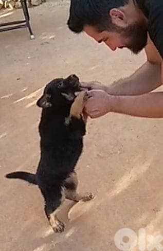 German Shepherd puppy / 81783237