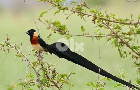 paradise whydah male and female