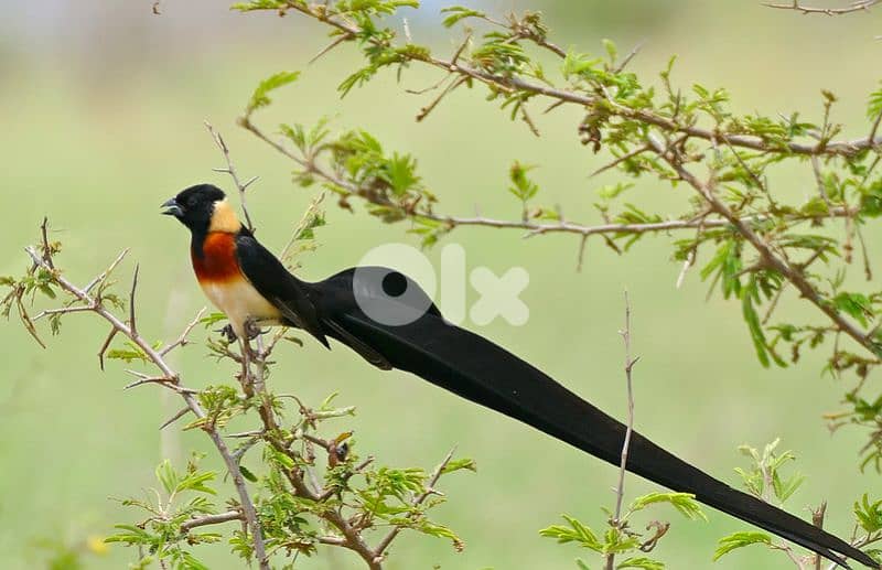 paradise whydah male and female 0