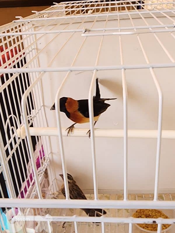 paradise whydah male and female 1
