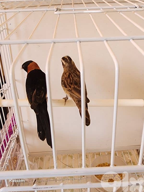 paradise whydah male and female 2