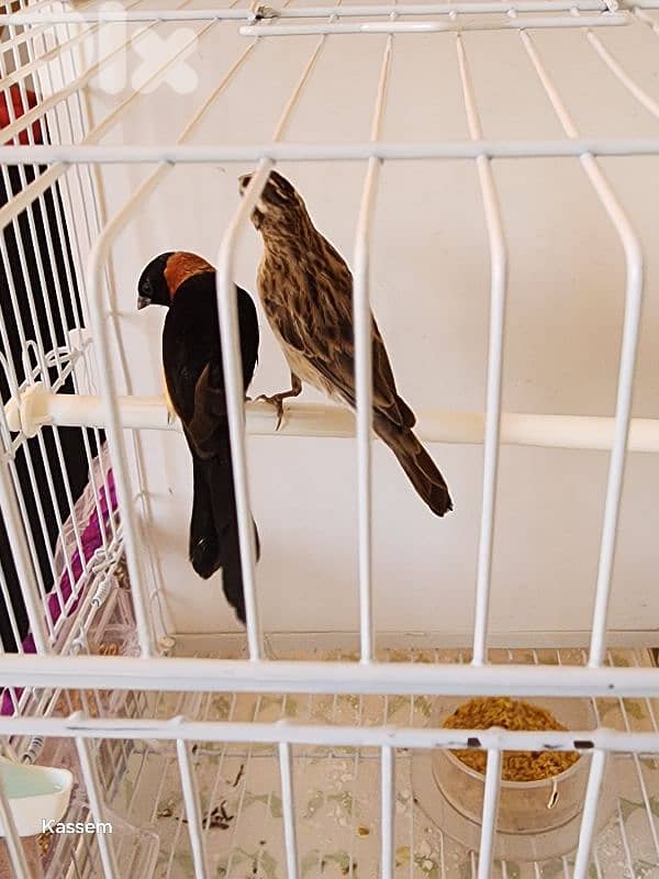 paradise whydah male and female 3