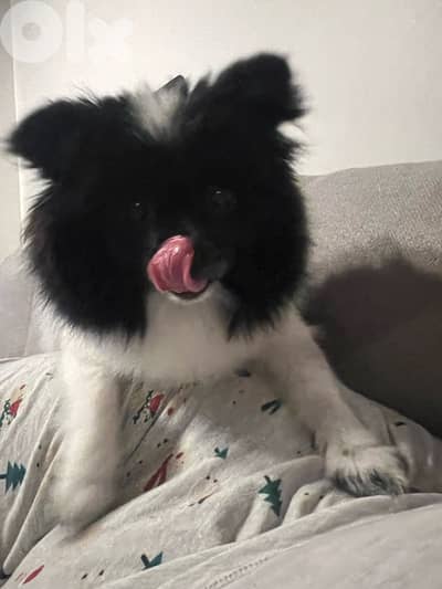 Pomeranian Spitz