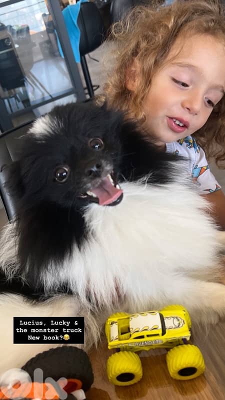 Pomeranian Spitz 1