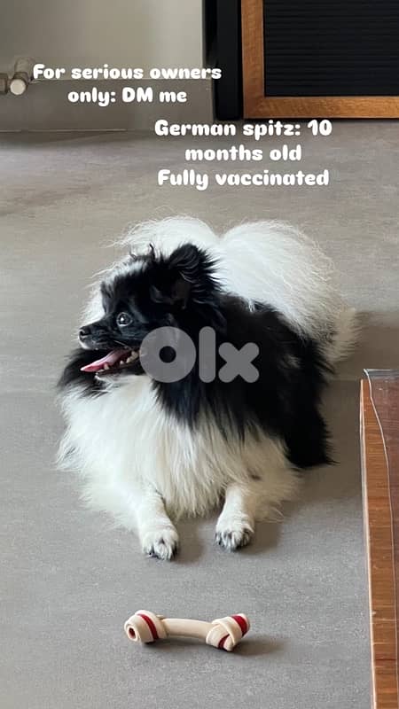 Pomeranian Spitz 2
