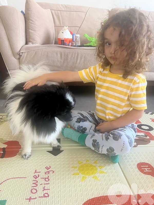 Pomeranian Spitz 4