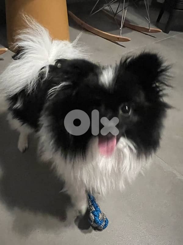Pomeranian Spitz 5