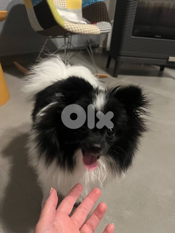 Pomeranian Spitz 6