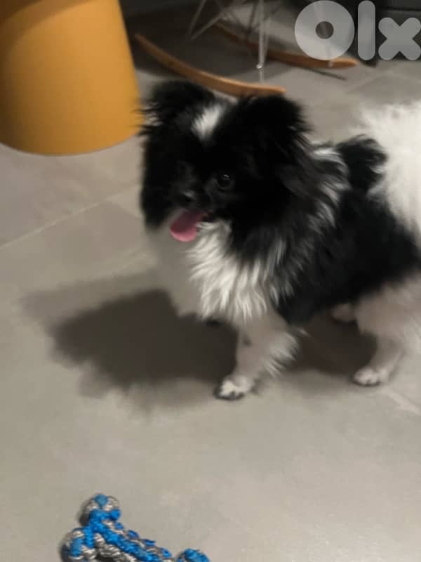 Pomeranian Spitz 7