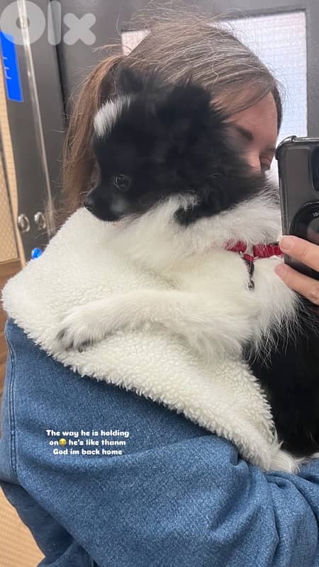 Pomeranian Spitz 8