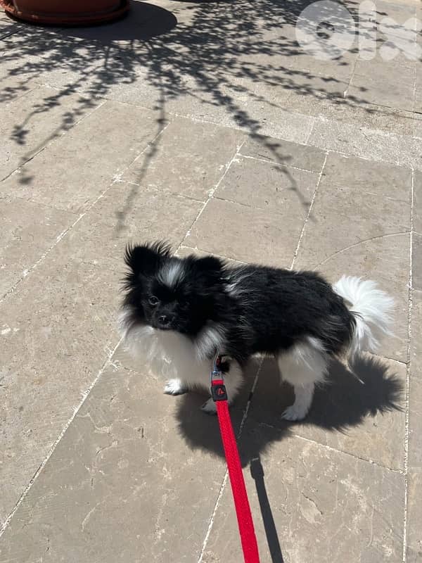 Pomeranian Spitz 9