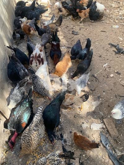 العبدة