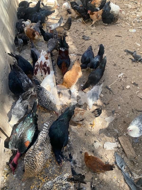 العبدة 0