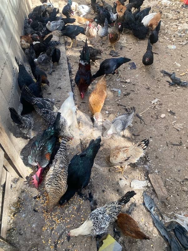 العبدة 1