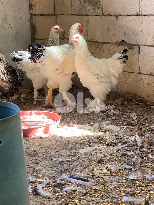 العبدة 3