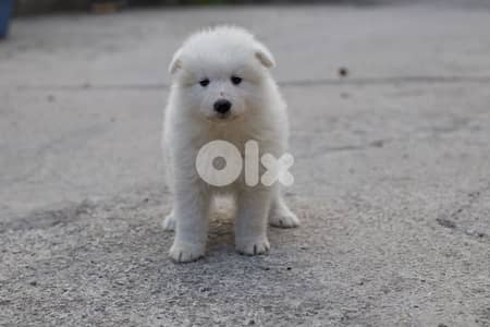 Samoyed Puppy