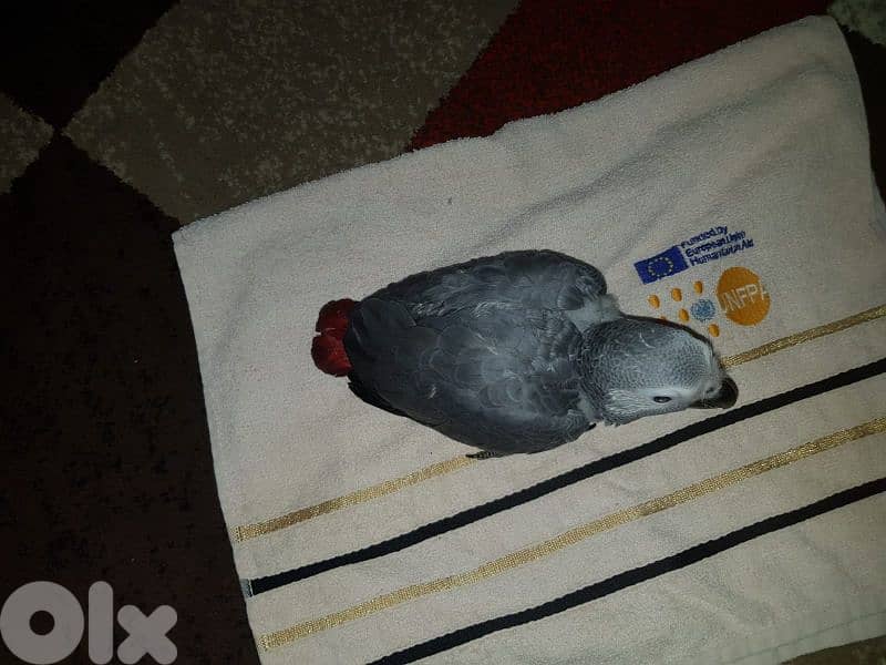 افراخ بغبغاء كاسكو تفقيس لبنان تفقيس بيت العمر ثلاثه اشهر 1