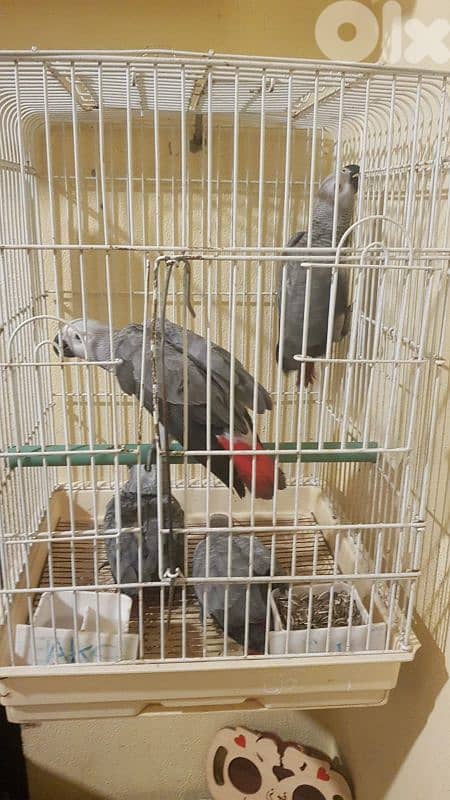 افراخ بغبغاء كاسكو تفقيس لبنان تفقيس بيت العمر ثلاثه اشهر 3