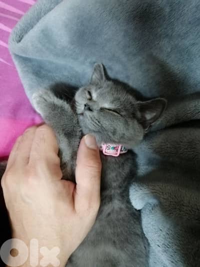 british kitten for sale