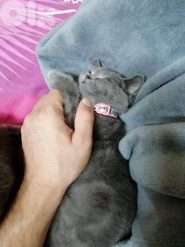 british kitten for sale 1