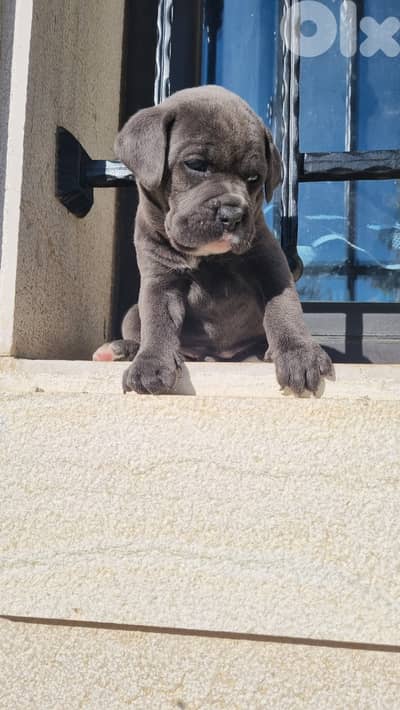 Canecorso