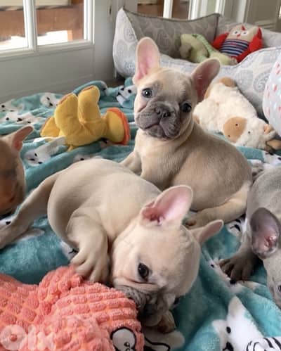 French Bulldog Blue fawn imported
