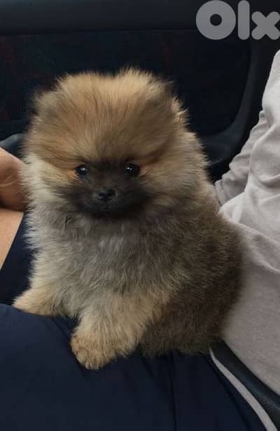 Pomeranian spitz orange puppy