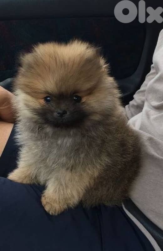 Pomeranian spitz orange puppy 0